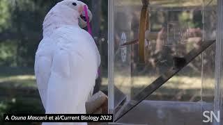 Watch how Figaro the cockatoo uses a tool kit to nab a nut  Science News