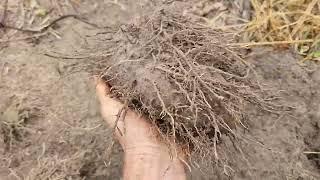 diascorea alata white winged yam harvest