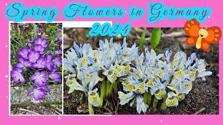 Spring Flowers in Germany 2024