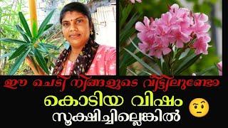 ഈ അരളി ചെടിയേ ഒന്നു സൂക്ഷിച്ചോ...arali plant..toxic plant in our garden