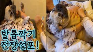 Cute Funny French Bulldog Puppy Reaction to Nail Clippers