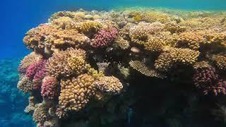 The best hotel Reef in Sharm El Sheikh 2024 part 2 best of snorkelling coral fish and wild mantas