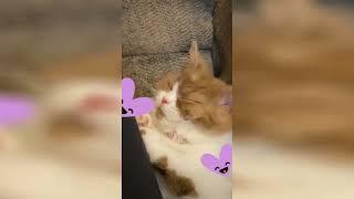 Ultimate Cats Compilation 24