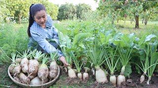 Have you ever grown white radish before? - Harvest white radish and cooking - Cooking with Sreypov