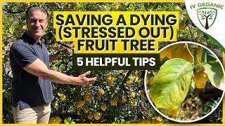 Saving A Dying STRESSED OUT Fruit Tree   5 Fruit Tree Care Tips