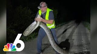 WATCH Florida trapper wrangles 17-FOOT PYTHON in Florida Everglades