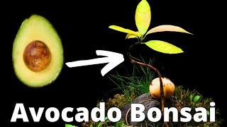 Growing an Avocado BONSAI from Seed in Timelapse 150 Days