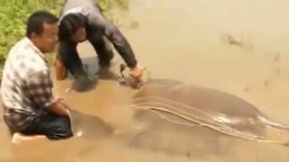 Thailand slaughtering and butchering Manta Rays