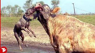 Pitbull Attacked Bull and Paid Full Price..It Died 