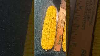 2023 corn crop yield check