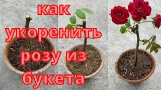 Как укоренить розу из букета