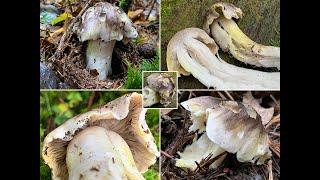 Pilzportrait -  Schwarzfaseriger Ritterling Schneeritterling Tricholoma portentosum