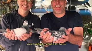 Racing Pigeon United Kingdom Mark Gilberts Loft Tour & Pigeon Racing Tips with Marius Tunduc .