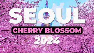 AMAZING Namsan Park CHERRY BLOSSOM Seoul 2024