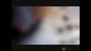 3 Dogs Chasing A Cat Smooth Slow Motion