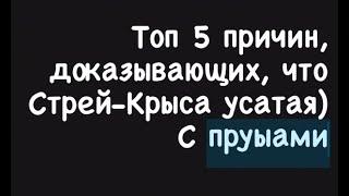 5 причин почему Стрей крыса усатая с пруфами. История величайшей крысы Твича