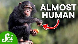 How Humans Are Almost Identical to Chimps According to DNA