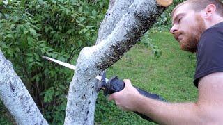 Pruning A Neglected Peach Tree Part 2