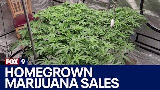 Minnesota farmers questioning legality of homegrown marijuana sales