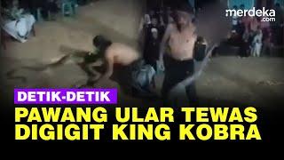 Detik-Detik Pawang Ular Tewas Digigit King Kobra saat HUT RI Sempat Kejang & Sesak Napas