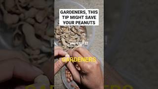 This tip might save your peanuts from squirrels – #gardening #gardeningtips #gardenhacks