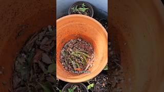 Adding food to worm bin to build soil