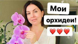 Уход за орхидеями от А до Яполив удобрение и т.д