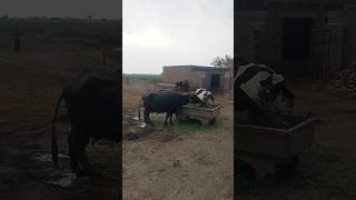 village life Punjab #punjabi #villagevlog #village #pakpattan #villagelife #pakistan#shortvideo