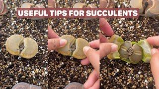 Useful Tips for Your Succulents - Part 16  多肉植物  다육이들  Suculentas