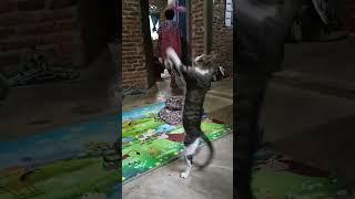 Kucing Boxing