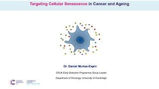 Targeting Cellular Senescence in Cancer and Ageing - Dr. Daniel Muñoz-Espín