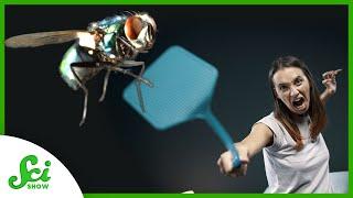 Why Is It so Hard to Swat a Fly?