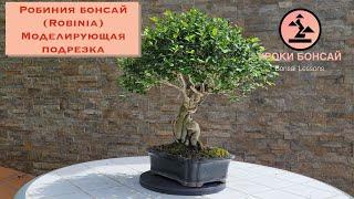 Робиния бонсай Robinia Моделирующая подрезка бонсай.