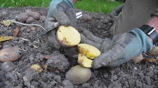 aardappel veredeling #175 knol phytophthora