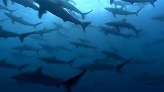 Thousands of Sharks Gathering  Blue Planet  BBC Earth