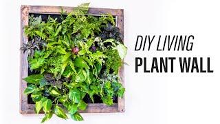 How to Make a Living Plant Wall DIY