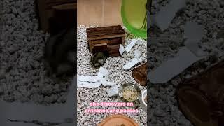 Creating Mays Hamster Setup #pets #hamsters