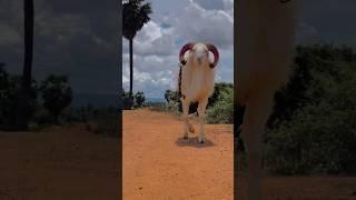 Karnatak Sheep Walk VELLA️ Ra hman10