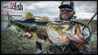 Texas Rigging Paddle Tail Swimbaits When Where and How