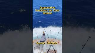 Aggressive backdown on Blue Marlin in the Canary Islands- #bluemarlin #marlinfishing #fishing