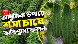 ইন্টার পাশ ছাত্রের ৭ একরে কৃষি চাষ  আধুনিক পদ্ধতিতে শশা চাষে অবিশ্বাস্য ফলন  Cucumber Cultivation