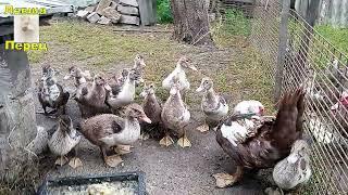 Вирощую індокачок Мускусна качка. Muscovy duck