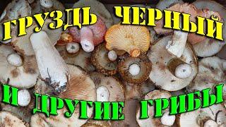 Груздь черный Lactarius necator. Ежовик жёлтый Hydnum repandum. Полный лес интересных грибов.