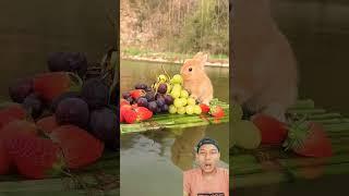 kelinci makan anggur #fruit #rabbit #animals #shortvideo #shorts