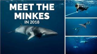 Meet the Minkes in 2018