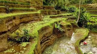 Subak  Cultural Landscape of Bali Indonesia  UNESCO World Heritage Site