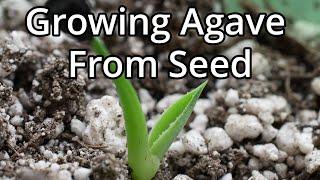 Growing Hardy Agave From Seed