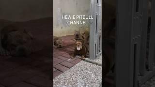 ANJING PITBUll YG PINTAR TAU BATASAN  #hewiepitbull #funnydogs