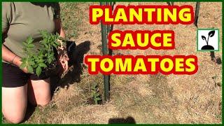 How To Plant Tomatoes For Canning  Growing Sauce Tomatoes