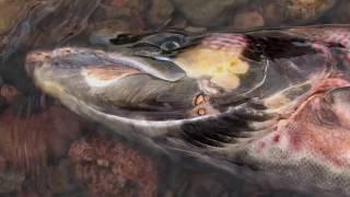 To The Journeys End The Lifecycle of the Atlantic Salmon